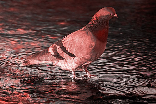 Head Tilting Pigeon Wading Atop River Water (Red Tone Photo)