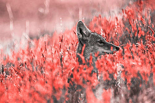 Hidden Coyote Watching Among Feather Reed Grass (Red Tone Photo)