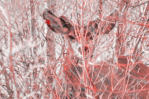 Hidden Mule Deer Watching Behind Tree Branches (Red Tone)