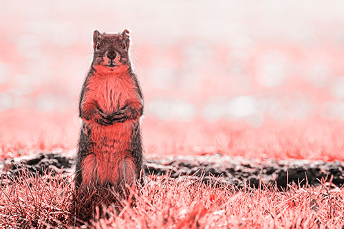 Hind Leg Squirrel Standing Among Grass (Red Tone Photo)