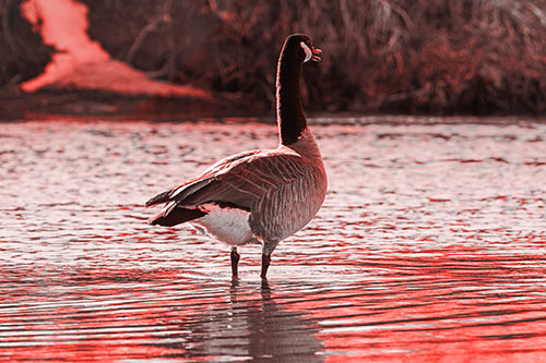 Honking Canadian Goose Standing Among River Water (Red Tone Photo)