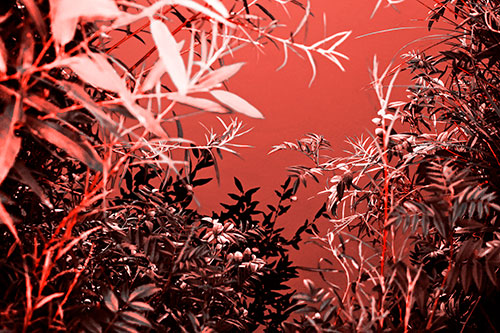 Horde Of Fern Plants Descending Into River Water (Red Tone)