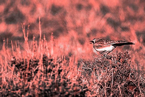 Horned Lark Chirping Loudly Perched Atop Sticks (Red Tone Photo)