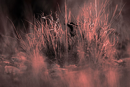 Horned Lark Hiding Among Grass (Red Tone Photo)