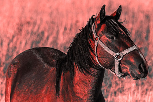 Horse Enjoying Grassy Dinner Meal (Red Tone Photo)