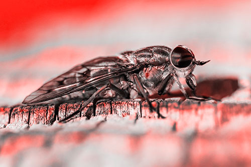 Horse Fly Resting Among Cracked Wood (Red Tone)