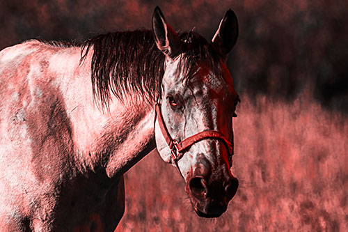 Horse Making Eye Contact (Red Tone Photo)