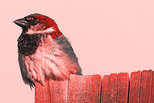 House Sparrow Perched Atop Wooden Post (Red Tone Photo)