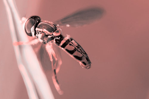 Hoverfly Hugs Grass Blade (Red Tone Photo)