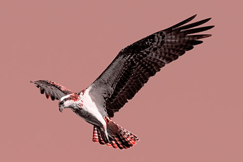 Hovering Osprey Hawk Looking For Fish Below (Red Tone)