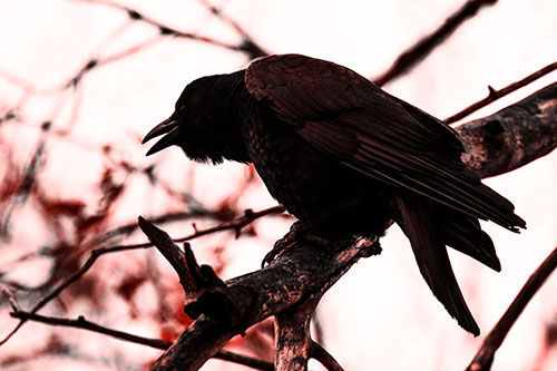 Hunched Over Crow Cawing Atop Tree Branch (Red Tone Photo)