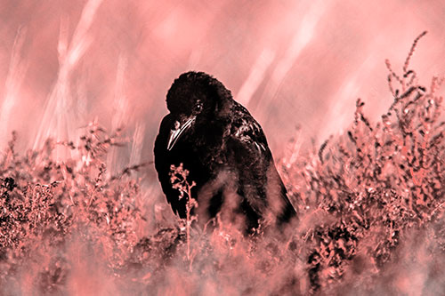 Hunched Over Raven Among Dying Plants (Red Tone Photo)