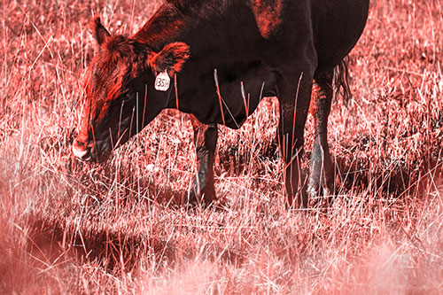 Hungry Cow Enjoying Grassy Meal (Red Tone Photo)