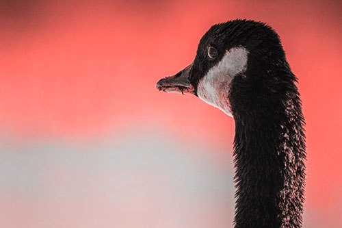 Hungry Crumb Mouthed Canadian Goose Senses Intruder (Red Tone Photo)