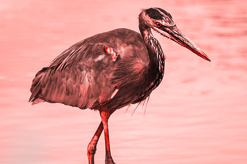 Hungry Great Blue Heron Spots Swimming Fish (Red Tone)