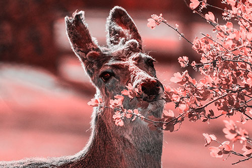 Hungry Lone Mule Deer Chewing Tree Leaves (Red Tone)