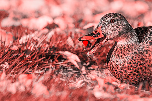 Hungry Mallard Duck Devours Cherry (Red Tone)