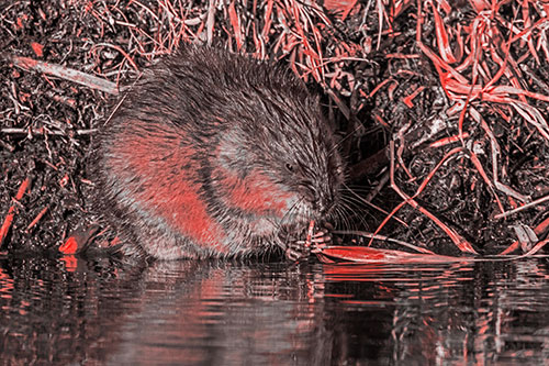Hungry Muskrat Chews Water Reed Grass Along River Shore (Red Tone Photo)