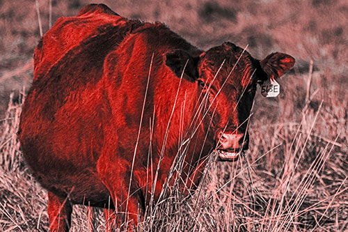 Hungry Open Mouthed Cow Enjoying Hay (Red Tone Photo)