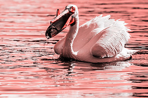Hungry Pelican Captures Salamander For Breakfast (Red Tone)