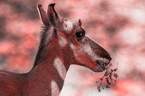 Hungry Pronghorn Gobbles Leafy Plant (Red Tone Photo)