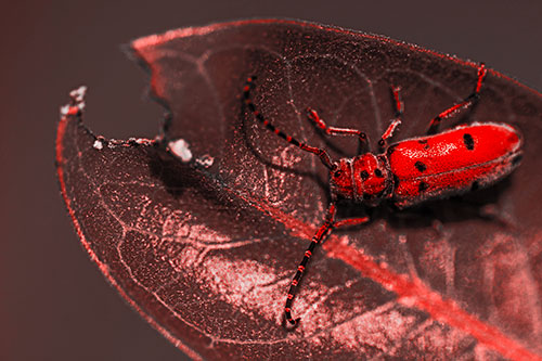Hungry Red Milkweed Beetle Rests Among Chewed Leaf (Red Tone Photo)