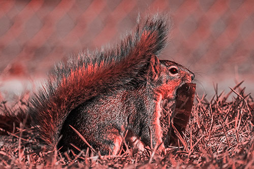 Hungry Squirrel Chews Watermelon Among Grass (Red Tone)