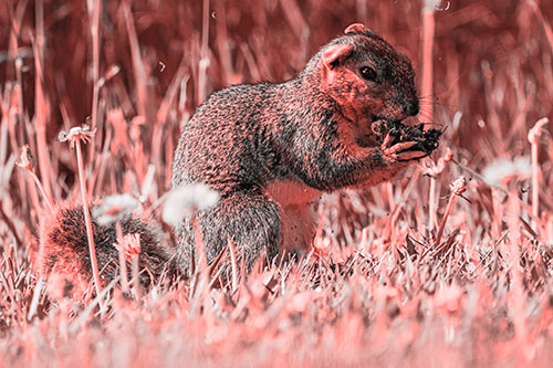 Hungry Squirrel Feasting Among Dandelions (Red Tone Photo)