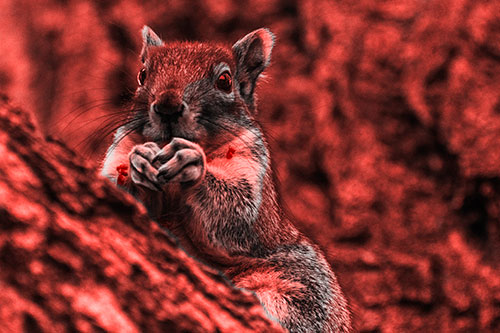 Hungry Squirrel Feasting Among Sloping Tree Branch (Red Tone Photo)