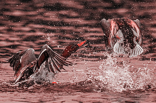 Hyper Water Splashing Mallard Ducks Playing Among Lake (Red Tone)
