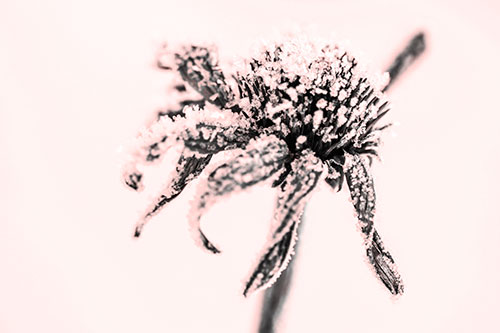 Ice Frost Consumes Dead Frozen Coneflower (Red Tone Photo)