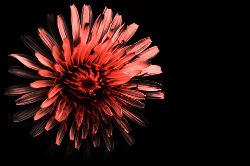 Illuminated Taraxacum Flower In Darkness (Red Tone Photo)