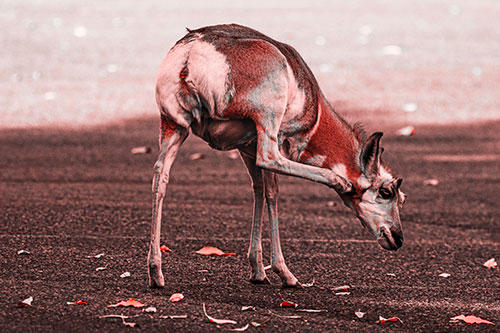 Itchy Pronghorn Scratches Neck Among Autumn Leaves (Red Tone Photo)