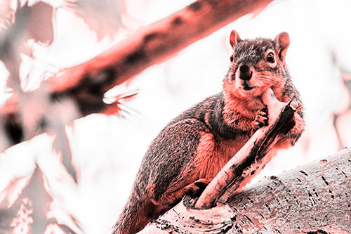 Itchy Squirrel Gets Tree Branch Massage (Red Tone Photo)