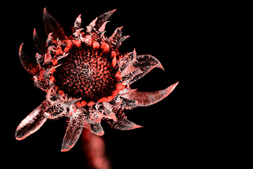 Jagged Tattered Rayless Sunflower (Red Tone Photo)