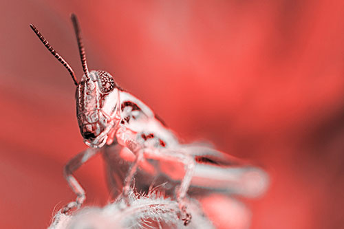 Joyful Grasshopper Standing Among Fuzzy Plant Top (Red Tone)