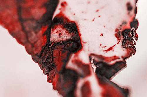 Joyful Rotting Leaf Face Enjoying Autumn (Red Tone)