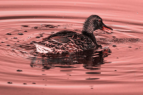 Joyful Water Splashing Mallard Duck Enjoying Calm Lake (Red Tone)