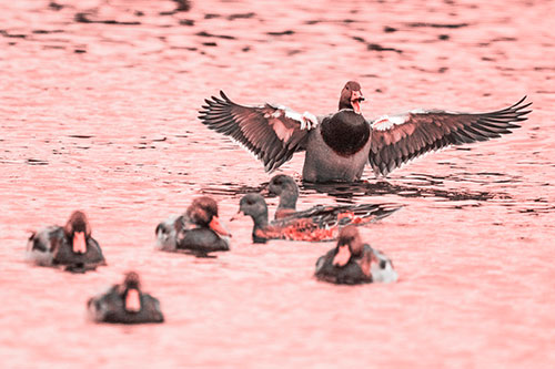 Jump Scaring Wing Flapping Mallard Duck Quacking Atop Lake (Red Tone)