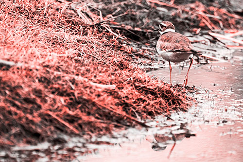 Killdeer Bird Turning Corner Around River Shoreline (Red Tone Photo)