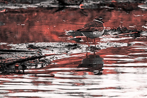 Killdeer Stands Atop Muddy Shoreline (Red Tone Photo)