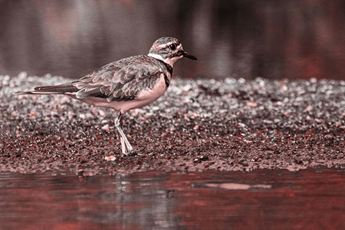 Killdeer Wanders Along Rocky River Shoreline (Red Tone)