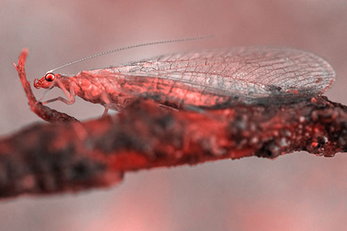 Lacewing Grabs Ahold Twig Branch (Red Tone)