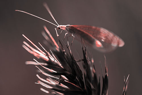 Lacewing Standing Atop Plant Blades (Red Tone Photo)