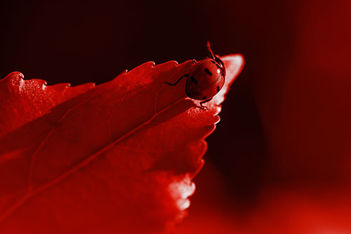 Ladybug Crawling To Top Of Leaf (Red Tone Photo)
