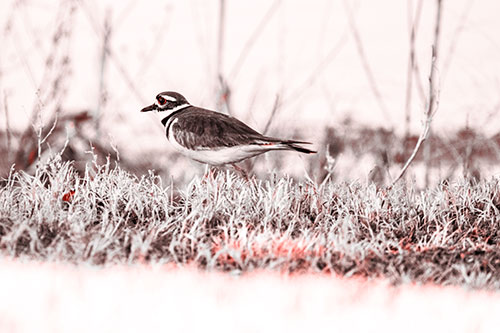 Large Eyed Killdeer Bird Running Along Grass (Red Tone Photo)