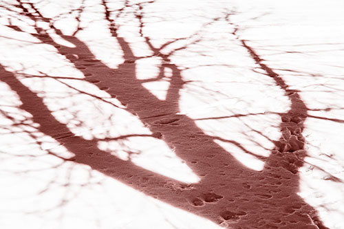 Large Jagged Tree Shadow Across Snow (Red Tone Photo)