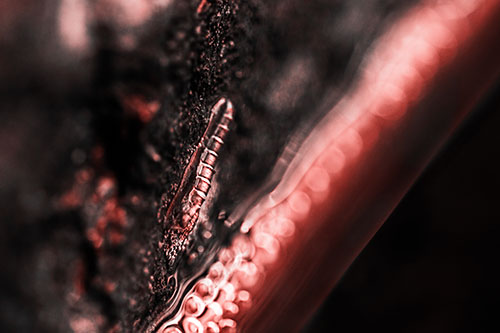 Larva Slithering Along Wet Shore Rock (Red Tone Photo)