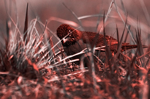 Leaning American Robin Spots Intruder Among Grass (Red Tone Photo)