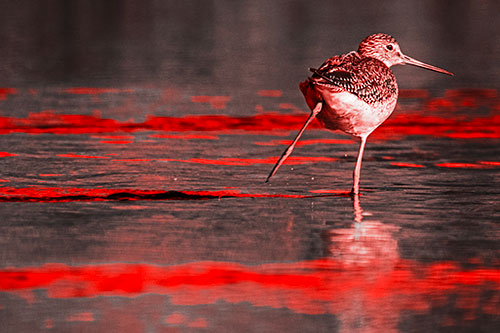 Leg Kicking Greater Yellowlegs Splashing Droplets (Red Tone Photo)